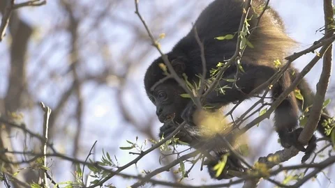Wild Howler monkey eating leaves in slow motion Stock Footage 103224835