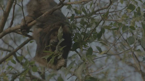 Wild howler monkey Video stock 140773756