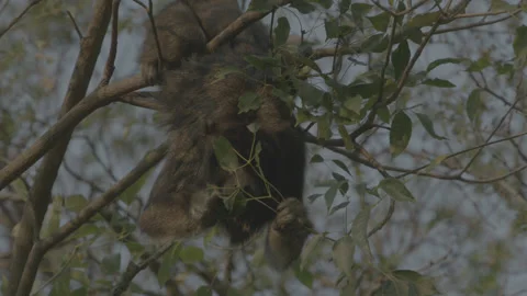 Wild howler monkey Video stock 140773824