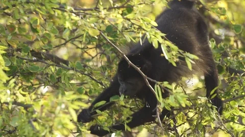 Wild Howler monkey foraging for food Stock Footage 103224282