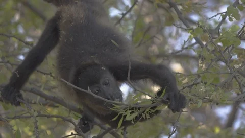 Wild Howler monkey foraging for food in slow motion Stock Footage 103225056