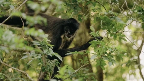 Wild Howler Monkey foraging in Maya Biosphere near Tikal Mayan Ruins, Guatemala Stock Footage 341428394