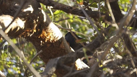 Wild Howler monkey hiding behind branches in a tree timid and shy Видео 103224633