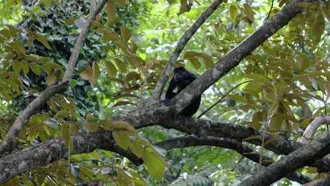 Wild Howler Monkey Sitting on Tree Branch in Tropical Rainforest, Costa Rica Stock Footage 333558195