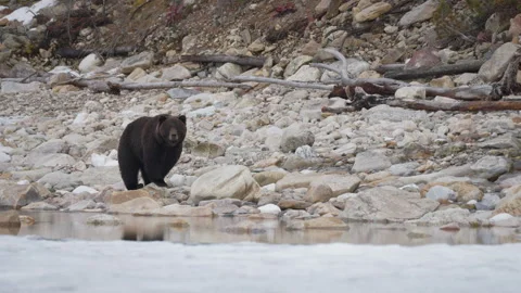 Wild hungry brown bear wanders along icy shore of lake in search of food Video stock 310219296