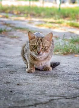 A wild hungry cat Stock Photos