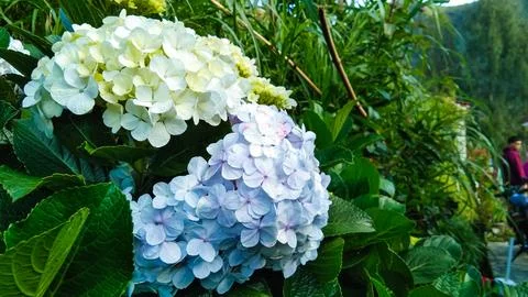 Wild Hydrangea macrophylla growing in the Bromo highlands Stock Photos