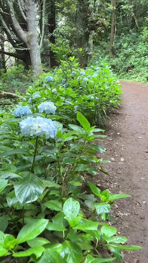 Wild hydrangeas along a hiking trail in Madeira Video stock 289665137