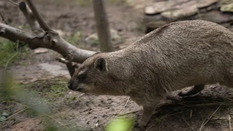 Wild hyrax runs off Stock Footage 150713065