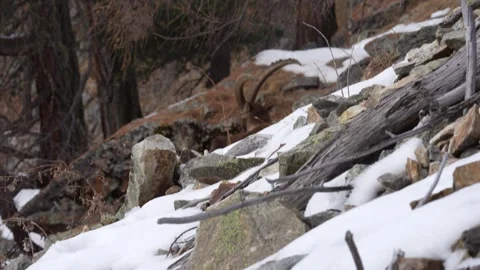 Wild ibex alpine (Capra ibex) resting on a snowy mountainside 스톡 동영상 328970860