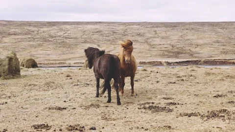 Wild Icelandic Horses Standing In Sparse Landscape Stock Footage 155760396