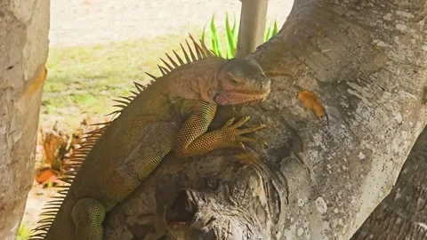 Wild iguana clinging to a curved tree trunk in a sunny tropical setting, with Stock Footage 341994216