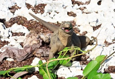 Wild iguana eats fresh leaves. Stock Photos