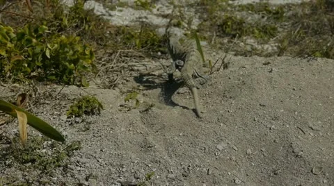 Wild Iguana Vídeo Stock 21942392