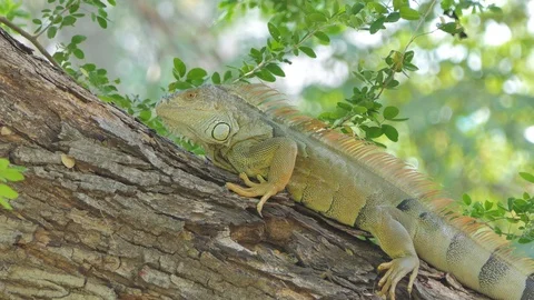 Wild iguana. Stock Footage 118896956