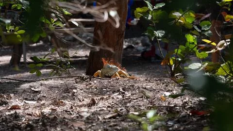 Wild iguana in the forest Stock Photos