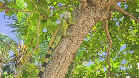 Wild iguana perched high in a tropical tree, looking upward beside rough bark Stock Footage 341994748