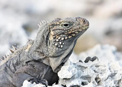Wild iguana. Stock Photos