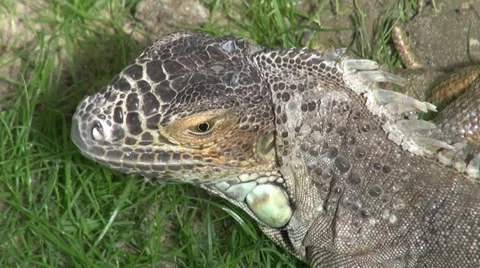 Wild iguana in the reserve Video stock 34834810