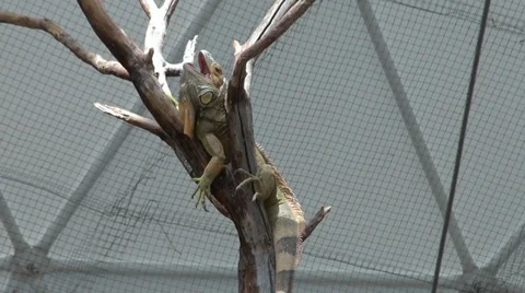 Wild iguana in the reserve Video stock 34834823