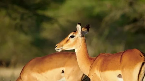 Wild Impala Close up Stock Footage 327096117