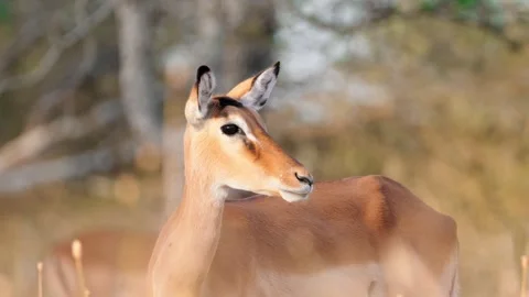 Wild Impala Close up Stock Footage 327096120