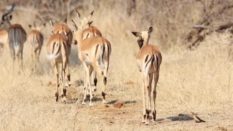 Wild Impala Herd Walking Through The Dry Grassland Stock Footage 335636609