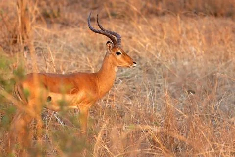 Wild Impala Stock Photos