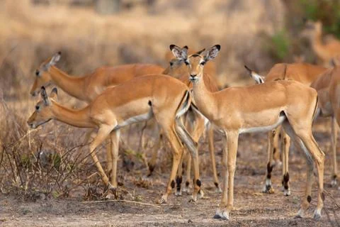 Wild Impala Stock Photos