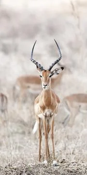 Wild Impala Stock Photos