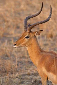 Wild Impala Stock Photos