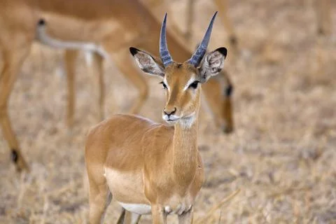 Wild Impala Stock Photos