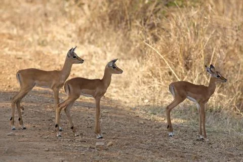 Wild Impala Stock Photos