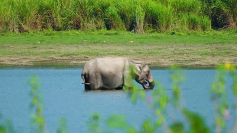 Wild Indian Elephant Bathing In River At Kaziranga National Park Stock Footage 340855093