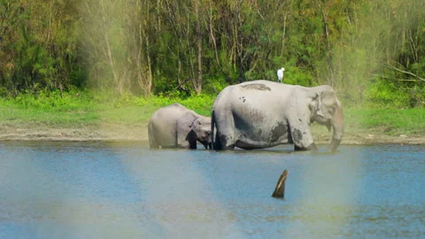 Wild Indian Elephants Bathing In River During Golden Hour Stock Footage 340852132