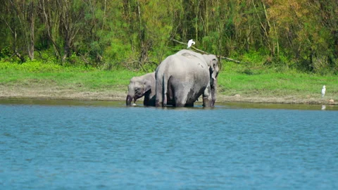 Wild Indian Elephants Bathing In River At Kaziranga National Park Stock Footage 340853273