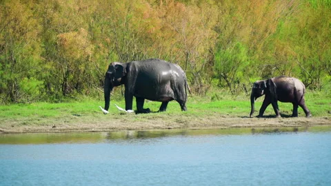 Wild Indian Elephants Walking Along Riverbank In Kaziranga National Park 库存影片 340853579