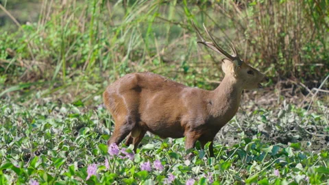 Wild Indian Hog Deer Foraging in Lush Green Habitat Stock Footage 337466352