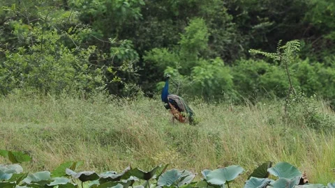 Wild indian peafowl standing proudly in a lush green meadow Stock-Footage 337765853