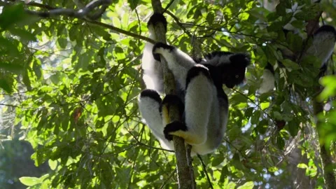 Wild Indri Lemur Clinging to Tree Trunk in Madagascar Forest Stock Footage 345336812