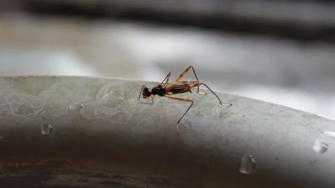 Wild insect drinking water closeup Vídeos de archivo 292512819