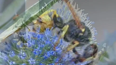Wild insects (honey bees looking for flower nests) Stock Footage 303638413