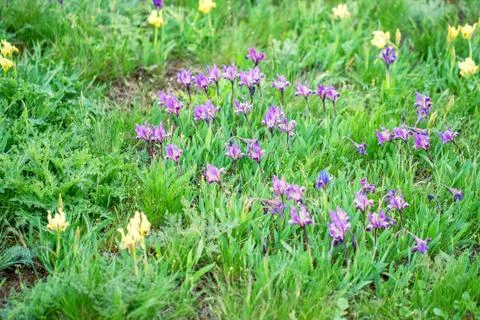 Wild iris blossoms Foto stock