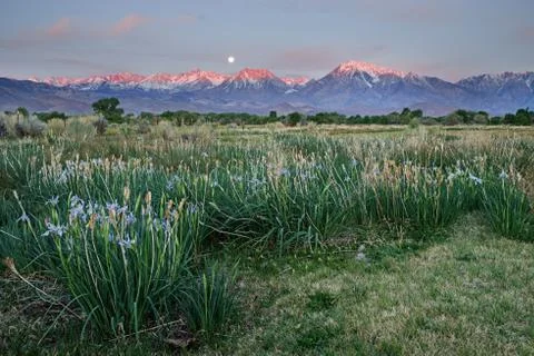 Wild Iris In Field With Moonset And Mountain Sunrise Stock Photos