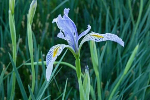 Wild Iris Flower Stock Photos