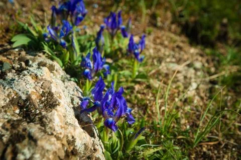 Wild iris, Iris aphylla subsp. hungarica growing in forest Stock Photos