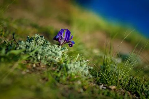 Wild iris, Iris aphylla subsp. hungarica growing in forest Stock Photos