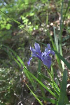 Wild Iris Fotos de archivo