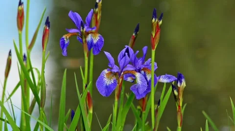 Wild iris in a pond 库存影片 50399226