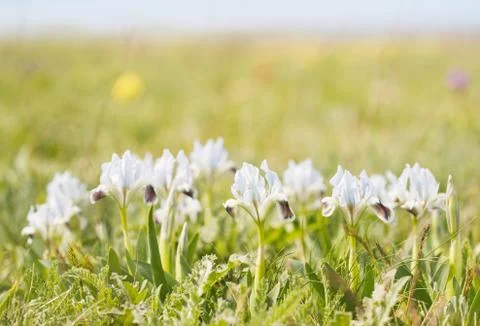 Wild irises Stock Photos